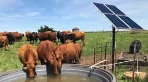 solar powered water pump for cattle